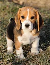 Acquire Terrific Pointers On Beagles They Are Available For You On Our Website Kopek Turleri Yavru Kopek Hayvan