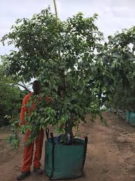 Image result for Halleria lucida