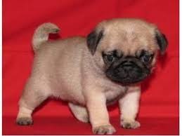 Resultado De Imagen Para Perros Bonitos Chiquitos Perros Bonitos Perros Mascotas Encuentra perros chiquitos baratos bonitos en mercadolibre.com.mx! perros bonitos perros mascotas