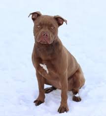 Pit bull terriers for sale in michigan pit bull terriers in michigan. Missing Florida Pit Bull Found In Michigan