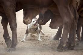 Working Dogs By Melanie Faith Dove And Andrew Chapman Working Dogs Working Dogs Breeds Australian Cattle Dog Blue Heeler