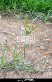 Image result for Cyperus sp.no.6
