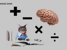 Kedi Quiz