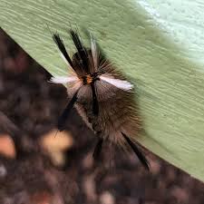 This week, bug of the week was inundated with questions about another caterpillar. Laughoutlander On Twitter Bug Experts Garden Friend Or Foe