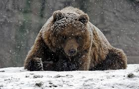 Download high resolution movie wallpapers for hd & widescreen monitors. Wallpapers For Hd Grizzly Bear Wallpaper Snow Bear Bear Winter Animals