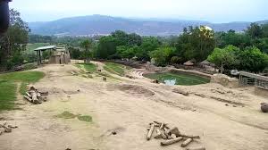 Elephant Cam | San Diego Zoo Safari Park