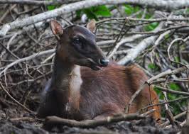 At one time they could be found in larger numbers from sea level to the tops of the mountains throughout the islands. Philippine Deer Wikiwand