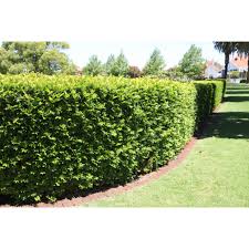 Image result for Murraya paniculata