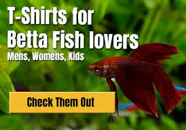 Betta fish do require some type of substrate, but gravel is not the only substrate that is appropriate so, why do betta fish jump? Betta Fish Ich Treatment Japanesefightingfish Org