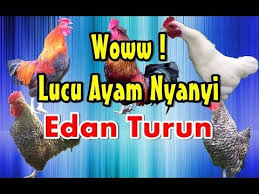 Pembayaran mudah, pengiriman cepat & bisa cicil 0% Ayam Nyanyi Edan Turun Parodi Dangdut Koplo Ngakak Youtube Lagu Foto Lucu Musik Baru