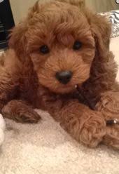 In our quest to understand mini goldendoodle color genetics, we discovered more complexity to the mini goldendoodle breed color than we. 150 I Mini Goldendoodles Ideas Goldendoodle Puppies Cute Animals