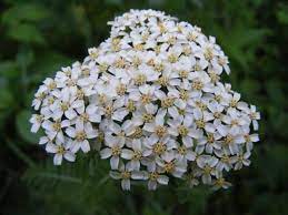 15 Pest Repelling Plants For Your Garden Yarrow Plant Plants Plants That Repel Ants