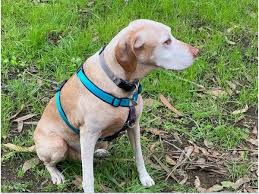 We did not find results for: Best No Pull Dog Harnesses In 2021
