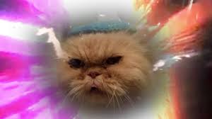 Cat Transcendence Know Your Meme