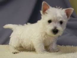 Check spelling or type a new query. West Highland White Terrier Puppies For Sale