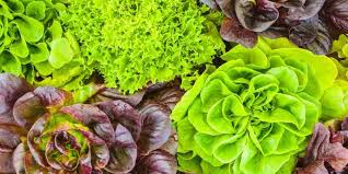You can shop at warehouse stores and not worry about wasting food! How To Keep Lettuce Fresh Longer Guide For Heads Or Loose Leaves