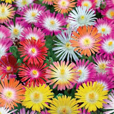 Check spelling or type a new query. Mixed Ice Plants Ice Plant Plants Flower Garden
