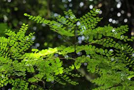 Image result for Amblygonocarpus