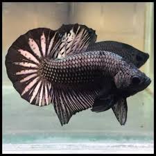  sembunyikan sebagai pecinta ikan cupang pastinya anda sudah tidak asing lagi dengan berbagai jenis ikan cupang plakat yang ternyata sangat banyak sekali varian dari ikan ini. Termurah Ikan Cupang Hias Plakat Jantan Black Coper Super Hitam Silver K 01 Bukalapak Com Inkuiri Com