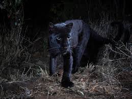 Black leopards from south africa is not ranked in the football club world ranking of this week (30 nov 2020). Rare Black Leopard Caught On Camera For First Time In 100 Years Abc News