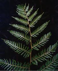 Image result for Pteridium