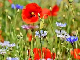 Blumenwiese während blüte nicht betreten. Anlegen Einer Blumenwiese Stadtverband Leipzig Der Kleingartner E V
