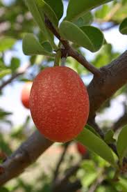 Image result for Ximenia afra