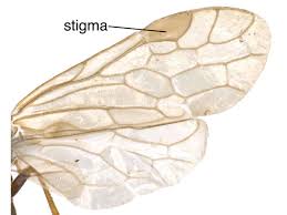 Adelomos | Sawfly GenUS