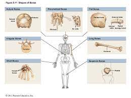 This Image Depicts The Shoes Of Bones Examples Of Flat Bones Are The Scapulas And The Sternum Examples Of Irregular B Sphenoid Bone Medical Knowledge Scapula