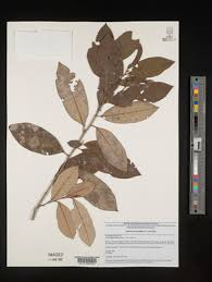 Image result for Trichocladus ellipticus