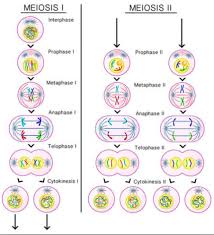 Meiosis Phases Of Meiosis Importance Of Meiosis