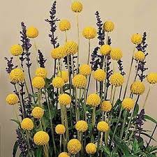 Pin On Flowers