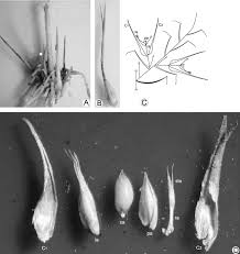 Image result for Enneapogon desvauxii