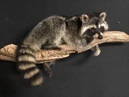 Pin By Suzanne Harris On Taxidermy Animals Pet Raccoon Taxidermy