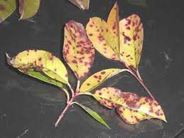 Maybe you would like to learn more about one of these? Plantanswers Plant Answers The Unbeatable Foes