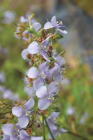 Image result for Murdannia simplex