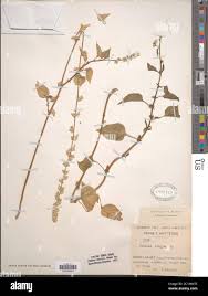 Image result for Celosia trigyna