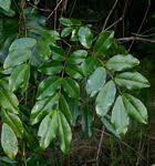 Image result for Entada stuhlmannii