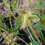 Image result for Eriosema pauciflorum