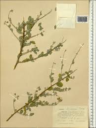 Image result for Cadaba farinosa