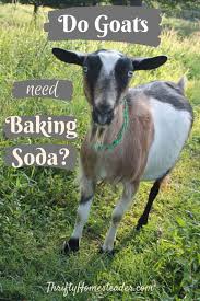 Pin On Goats