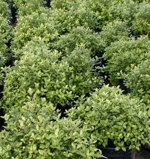 Image result for Pittosporum tenuifolium