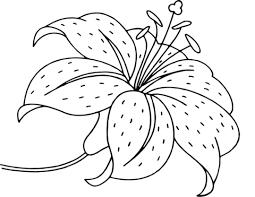 Lily Flower Coloring Page From Lilies Category Select From 29946 Printable Crafts Of Cart Flower Coloring Pages Coloring Pages Printable Flower Coloring Pages