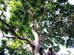 Image result for Canarium schweinfurthii