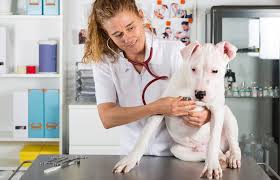 Kennel cough — another one of the most common causes of coughing in dogs — is a catchall term for tracheobronchitis, inflammation and infection of the windpipe and the main lower airways. Does Your Dog Have Cancer The Warning Signs You Need To Look Out For