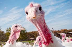 Big bird, small price thanksgiving. Stop Eating Thanksgiving Turkey Why It S Time To Give Up This Big Fat Holiday Travesty Salon Com