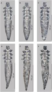 Image result for Diceratostele gabonensis