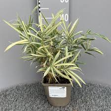 Image result for Pleioblastus fortunei