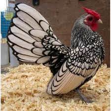 Harga ayam ini meliputi ayam pedaging, ayam petelur, ayam hias, ayam kremes, hingga ayam tangguh adapun kategori ayam ternak dan ayam hias berdasarkan minat tersebut antara lain Telur Ayam Hias Batik Italy Ayam Batik Kanada Shopee Indonesia