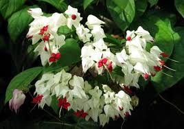 Image result for Clerodendrum tricholobum